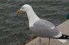 Seagull_1.jpg