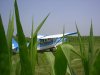 Citabria in the corn 076.jpg