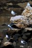 Sea Gull Flight.jpg