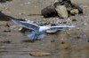 Sea Gull flight_2.jpg