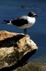 Sea Gull Flight_3.jpg