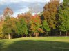 Trees at Gaston's (1077 x 808).jpg