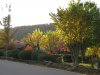 Trees near the road (1077 x 808).jpg