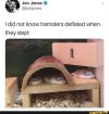 deflated hamsters.jpg