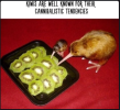 kiwis.PNG