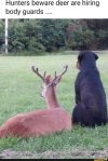 deer bodyguards.jpg