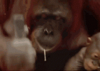 orangutan-hammer.gif