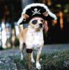 PirateDog.jpeg