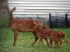 Deer Mom and Twins.jpg