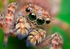 86bcb_eye-macros-jumping-spider3.jpg