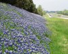 Bluebonnets.jpg