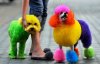 poodles_1442062i.jpg