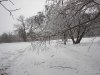 Ice storm Jan 2007 004.jpg