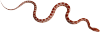 snake_PNG4044.png