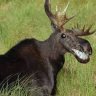 Grinning Moose.jpg