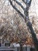 Ice Storm 12.07 012.JPG