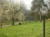 turkeys 2010 001.jpg