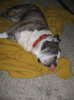 flat dog IMG_0163.jpg