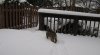 snow dog IMG_0166.jpg