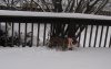 snow dog2 IMG_0168.jpg