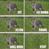 cat commands.jpg