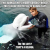 justin-bieber-beluga-meme.jpg