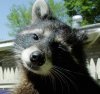 cute_little_pet_raccoon_2003_kentucky.jpg