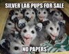 silver labs.jpg