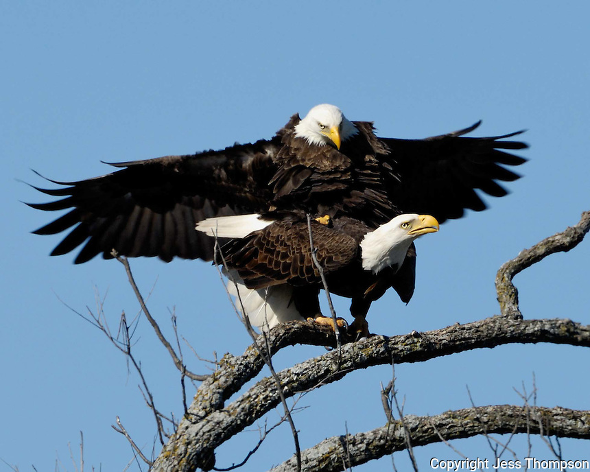 Bald-Eagles-Mating-0760.jpg