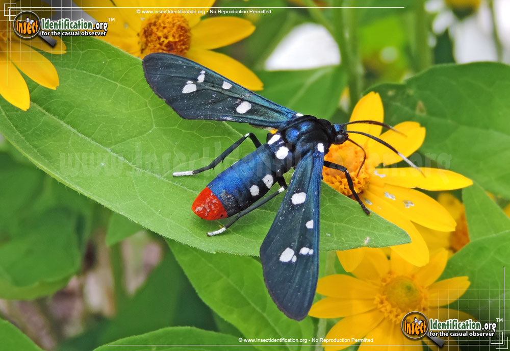 polka-dot-wasp-moth_3.jpg