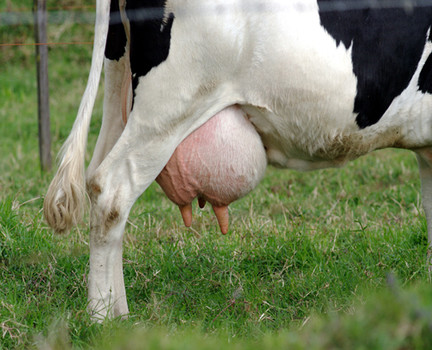 udder.jpg