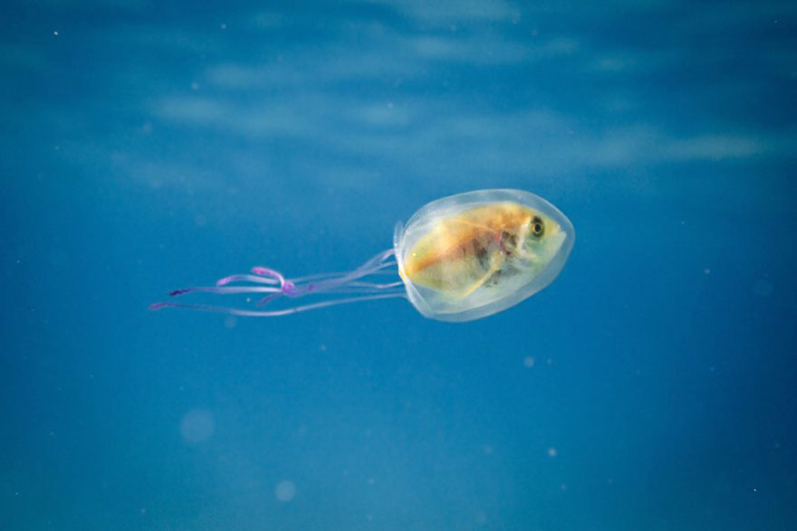 fish-trapped-inside-jellyfish-4.jpg