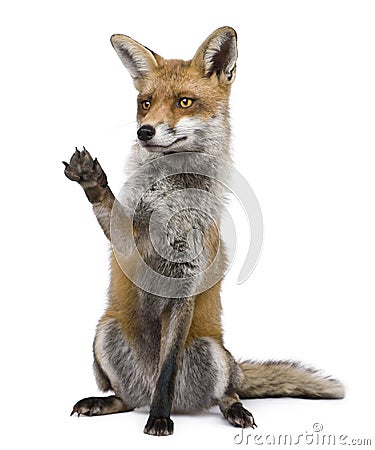 red-fox-1-year-old-sitting-paw-raised-15126390.jpg