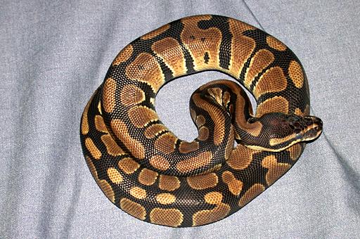 python03.jpg
