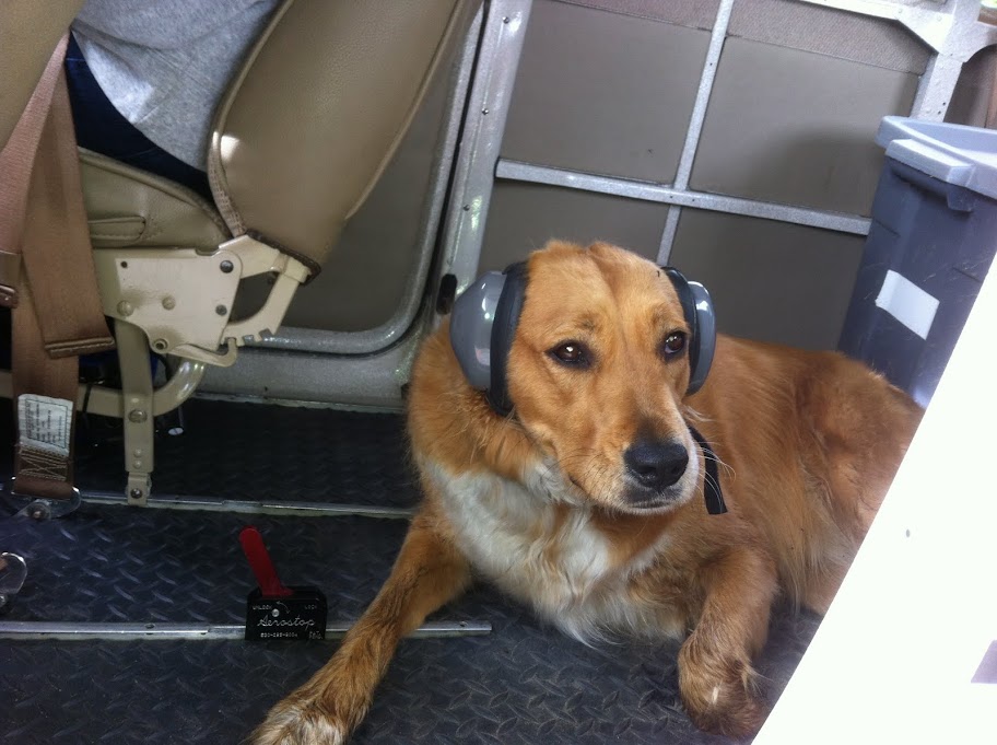 Dog hearing protection | Pilots of America