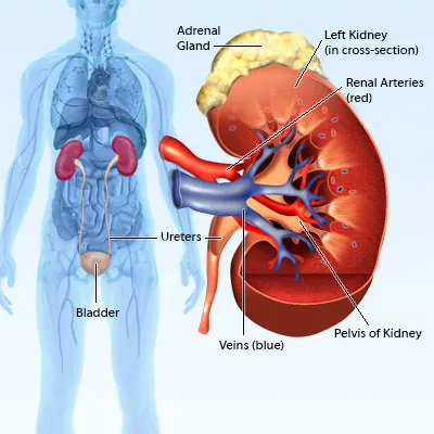 kidney-failure-s2-illustration.jpg