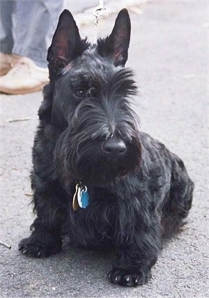 ScottishTerrierpoochposthaircut.JPG