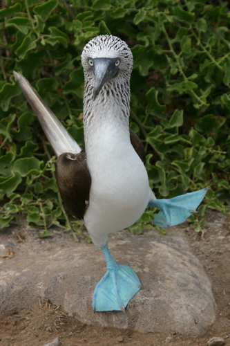 blue-footed-booby.jpg